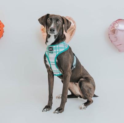 Show full view: Sassy Woof Reversible Wag Your Teal Dog Harness, Teal, Small slide 7 of 8