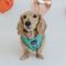 Show in main carousel: Sassy Woof Reversible Wag Your Teal Dog Harness, Teal, XX-Small slide 7 of 9