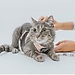 Show in main carousel: Sassy Woof Smitten Kittens Cat Leash, 6-ft long slide 4 of 4