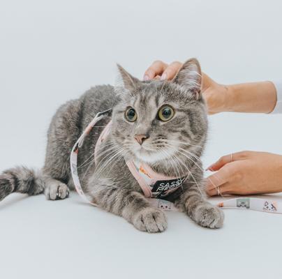 Show full view: Sassy Woof Smitten Kittens Cat Leash, 6-ft long slide 4 of 4