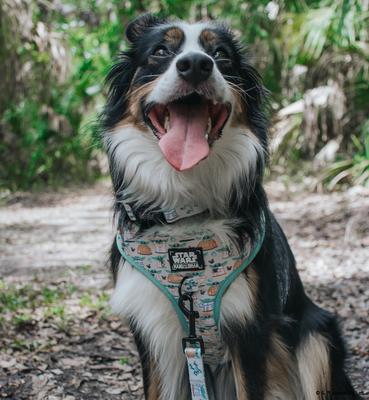 Show full view: Sassy Woof STAR WARS The Child Dog Collar, Medium: 12.6 to 19.7-in neck, 1-in wide slide 6 of 6