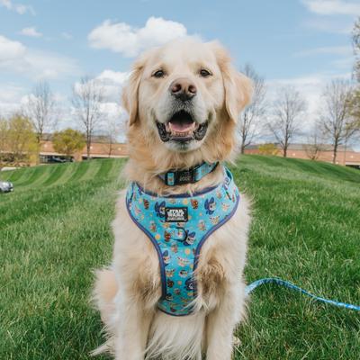 Show full view: Sassy Woof STAR WARS The Mandalorian Dog Collar, X-Small: 7 to 9.5-in neck, 1/2-in wide slide 5 of 5