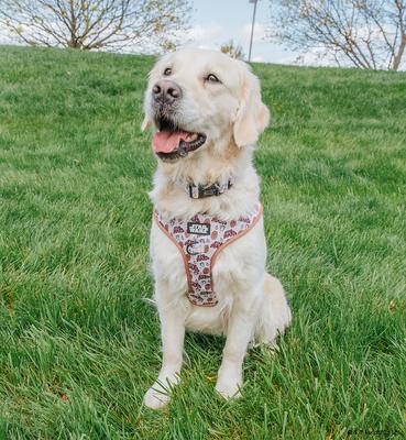 Show full view: Sassy Woof STAR WARS The Rebel Alliance Dog Collar, Large: 16 to 26-in neck, 1.5-in wide slide 6 of 7