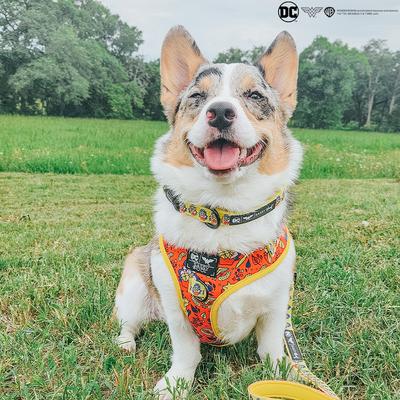 Show full view: Sassy Woof Wonder Woman Dog Collar, Yellow, Medium: 12.6 to 19.7-in neck, .78-in wide slide 6 of 7