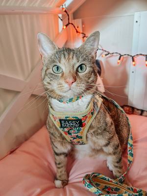 Show full view: Sassy Woof Zest Friends Cat Collar, Small: 5-in neck, 1/2-in width slide 6 of 6