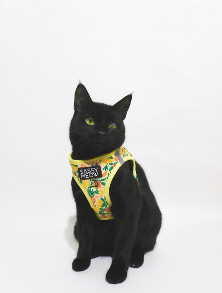 Show full view: Sassy Woof Zest Friends Cat Harness, Small slide 4 of 7
