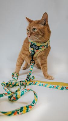 Show full view: Sassy Woof Zest Friends Cat Leash, 6-ft long slide 4 of 4