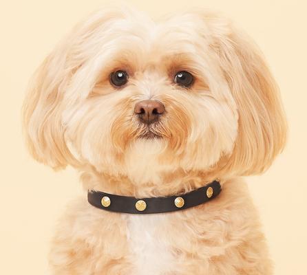 Show full view: Scamper & Co Genuine Leather & Microfiber Bejeweled Circular Stud Dog Collar, Black, X-Small: 8.5 to 11-in, 0.5-in neck slide 4 of 6