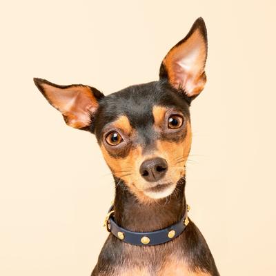 Show full view: Scamper & Co Genuine Leather & Microfiber Bejeweled Circular Stud Dog Collar, Navy, Small: 10.5 to 13.4-in, 0.6-in neck slide 5 of 7