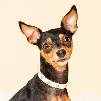 Show full view: Scamper & Co Genuine Leather & Microfiber Bejeweled Circular Stud Dog Collar, White, Small: 10.5 to 13.4-in, 0.6-in neck slide 4 of 6