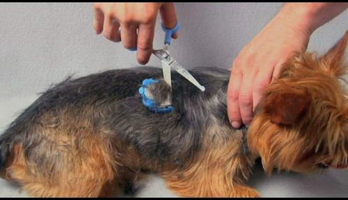 Show full view: Scaredy Cut Silent Dog, Cat & Small Pet Grooming Kit, 16 piece, Blue, Left-Handed slide 7 of 9