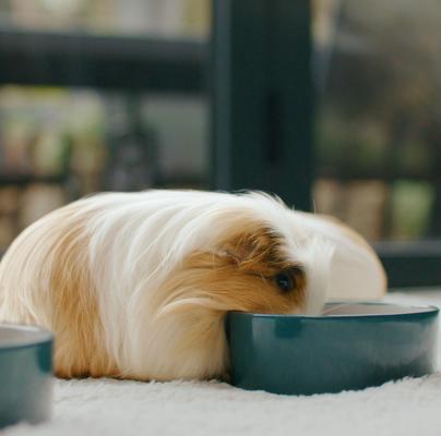 Show full view: Science Selective Guinea Pig Food, 4-lb bag slide 4 of 10