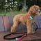Show in main carousel: Scotch & Co Teal/Pink Handcrafted Dog Leash slide 8 of 10