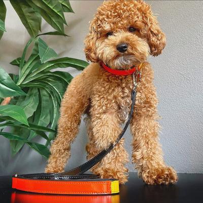 Show full view: Scotch & Co The Butterscotch Handcrafted Dog Leash slide 8 of 12