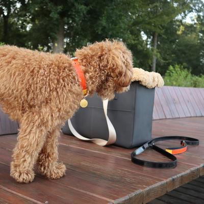 Show full view: Scotch & Co The Butterscotch Handcrafted Standard Dog Collar, Medium: 12.5 to 16-in neck, 0.8-in wide slide 6 of 10