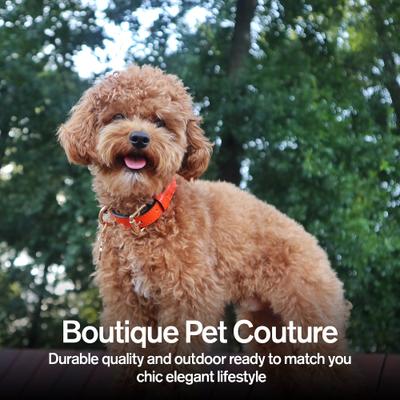 Show full view: Scotch & Co The Butterscotch Handcrafted Standard Dog Collar, Small: 9 to 12-in neck, 0.8-in wide slide 5 of 10