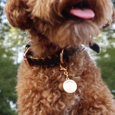 Show full view: Scotch & Co The Lola Handcrafted Standard Dog Collar, Small: 9 to 12-in neck, 0.8-in wide slide 6 of 8