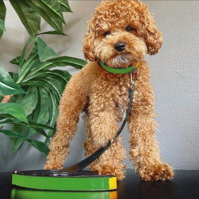 Show full view: Scotch & Co The Milo Handcrafted Dog Leash slide 7 of 10