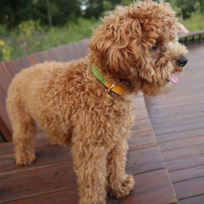 Show full view: Scotch & Co The Milo Handcrafted Standard Dog Collar, Medium: 12.5 to 16-in neck, 0.8-in wide slide 7 of 9