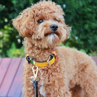 Show full view: Scotch & Co The Milo Handcrafted Standard Dog Collar, X-Small: 6.5 to 10-in neck, 0.8-in wide slide 6 of 9