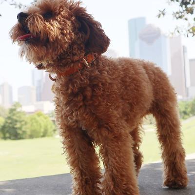 Show full view: Scotch & Co The Molly Handcrafted Standard Dog Collar, X-Small: 6.5 to 10-in neck, 0.8-in wide slide 6 of 9