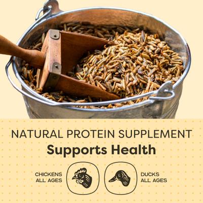 Show full view: Scratch and Peck Feeds Chicken & Duck Supplemental Treat Dried Black Soldier Fly Larvae Grubs, 3.5-lb pouch slide 4 of 10