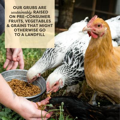 Show full view: Scratch and Peck Feeds Chicken & Duck Supplemental Treat Dried Black Soldier Fly Larvae Grubs, 3.5-lb pouch slide 5 of 10