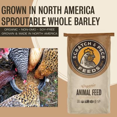 Show full view: Scratch and Peck Feeds Chicken & Duck Supplemental Treat Organic Whole Barley, 40-lb bag slide 3 of 9