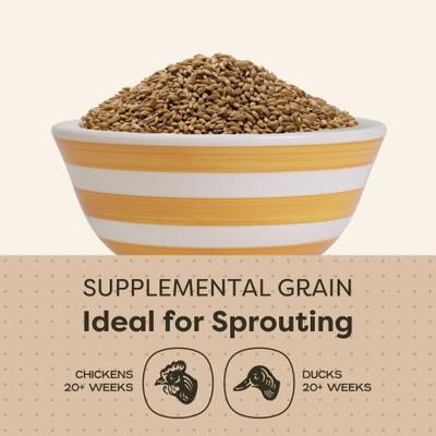 Show full view: Scratch and Peck Feeds Chicken & Duck Supplemental Treat Organic Whole Barley, 40-lb bag slide 4 of 9