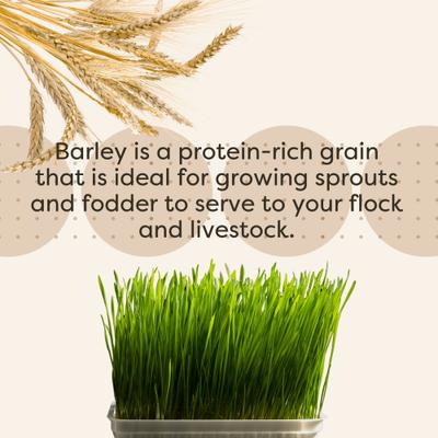 Show full view: Scratch and Peck Feeds Chicken & Duck Supplemental Treat Organic Whole Barley, 40-lb bag slide 6 of 9