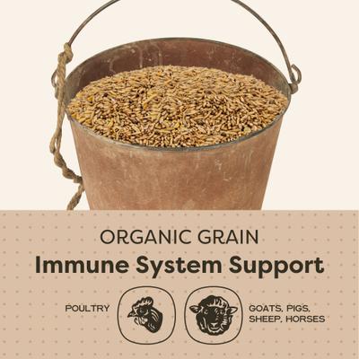 Show full view: Scratch and Peck Feeds Chicken & Duck Supplemental Treat Organic Whole Oats, 40-lb bag slide 4 of 9