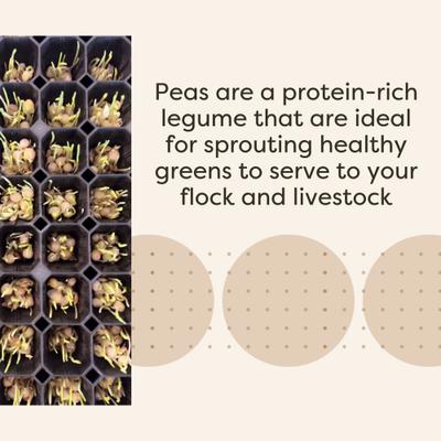 Show full view: Scratch and Peck Feeds Chicken & Duck Supplemental Treat Organic Whole Peas, 40-lb bag slide 6 of 10