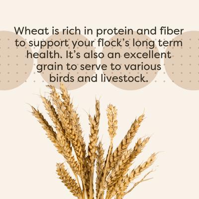 Show full view: Scratch and Peck Feeds Chicken & Duck Supplemental Treat Organic Whole Wheat, 40-lb bag slide 6 of 9