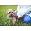 Show in main carousel: Scrubby Instant Bath Rinse Free Dog Shampoo Mittens, 5 count slide 6 of 11