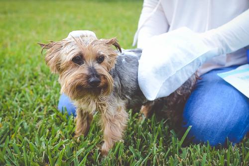 Show full view: Scrubby Instant Bath Rinse Free Dog Shampoo Mittens, 5 count slide 6 of 11