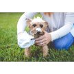 Show in main carousel: Scrubby Instant Bath Rinse Free Dog Shampoo Mittens, 5 count slide 7 of 11