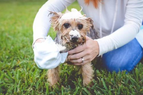 Show full view: Scrubby Instant Bath Rinse Free Dog Shampoo Mittens, 5 count slide 7 of 11