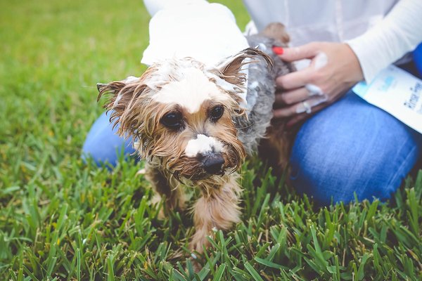 Show full view: Scrubby Instant Bath Rinse Free Dog Shampoo Mittens, 5 count slide 8 of 11