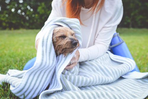 Show full view: Scrubby Instant Bath Rinse Free Dog Shampoo Mittens, 5 count slide 9 of 11