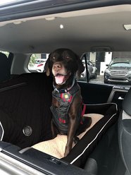 Seat Armour PetBed2Go Pet Bed Cushion & Car Seat Cover, Black, Large slide 2 of 2