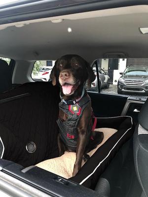 Show full view: Seat Armour PetBed2Go Pet Bed Cushion & Car Seat Cover, Black, Large slide 2 of 3