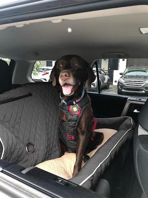 Show full view: Seat Armour PetBed2Go Pet Bed Cushion & Car Seat Cover, Grey, Large slide 2 of 3