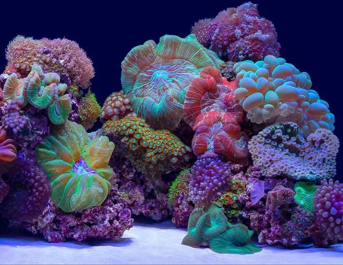 Show full view: Seaview Aquascape Reversible Background Aquarium Accessory, Coral Bliss/Luscia Reef, 18X36-in slide 1 of 3