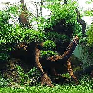 Seaview Aquascape Reversible Background Aquarium Accessory, Greenspike/Amazonia, 18X36-in