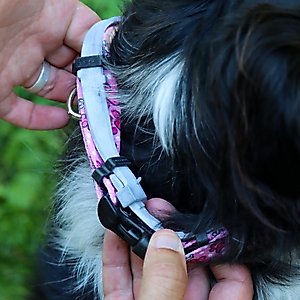 SecureAway Dog Flea Collar Protector, 14-20-in, MultiPaw