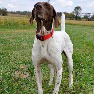 Show full view: SecureAway Dog Flea Collar Protector, 18-26-in, MultiBone + Seresto Flea & Tick Collar for Dogs, over 18-lbs, 1 Collar (8-mos. supply) slide 5 of 10