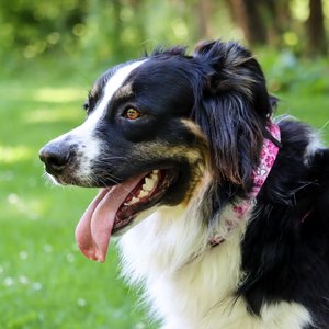 SecureAway Dog Flea Collar Protector, 18-26-in, MultiPaw