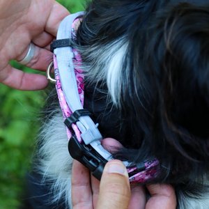 SecureAway Dog Flea Collar Protector, 18-26-in, MultiPaw