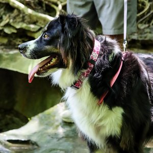 SecureAway Dog Flea Collar Protector, 18-26-in, MultiPaw