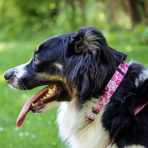 SecureAway Dog Flea Collar Protector, 18-26-in, MultiPaw